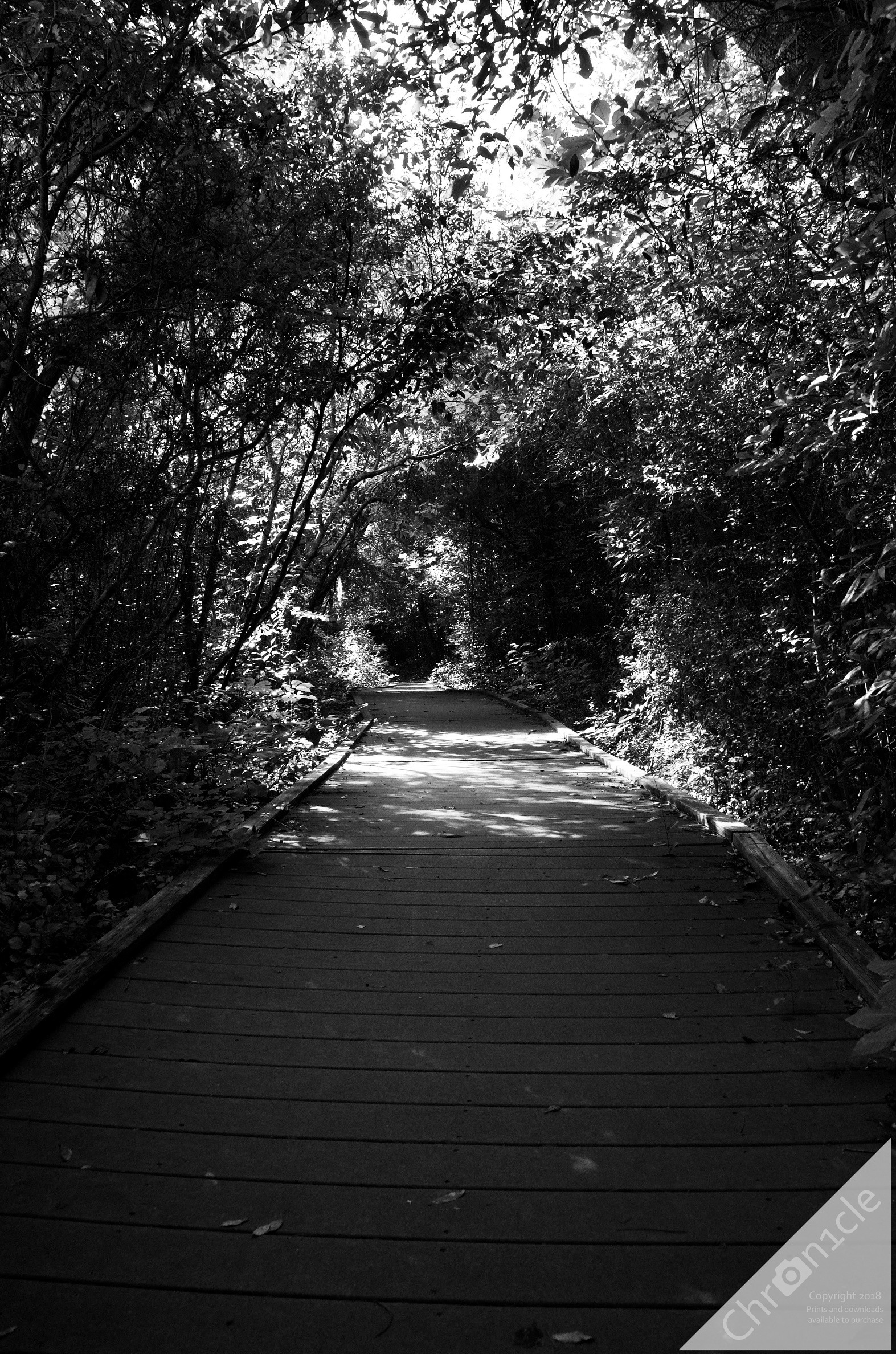 Pathway To Adventure