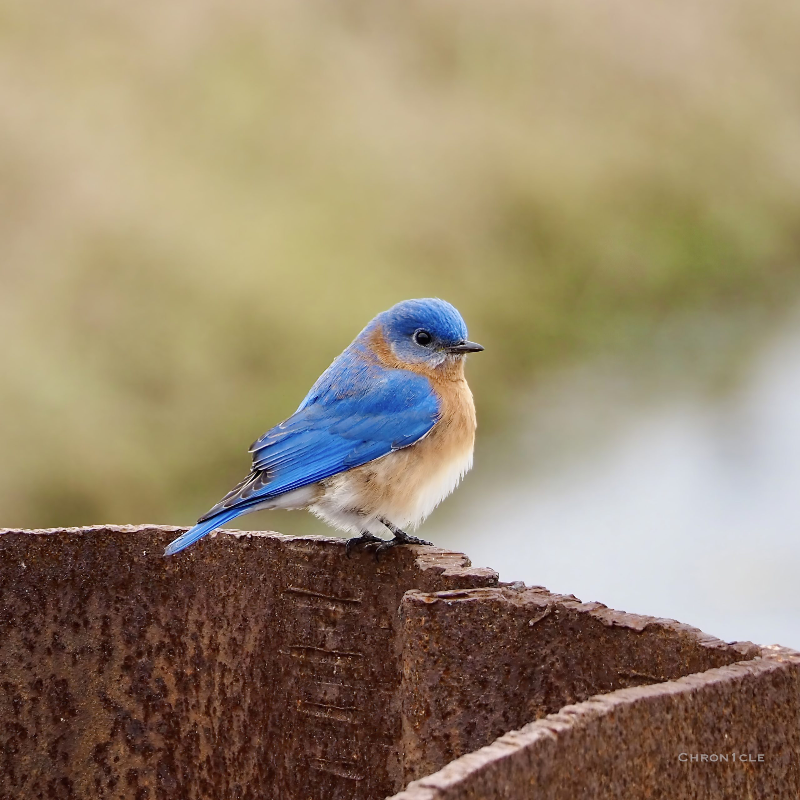 Little Bluebird